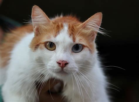 **The Turkish Van: A Distinctive and Delightful Breed**