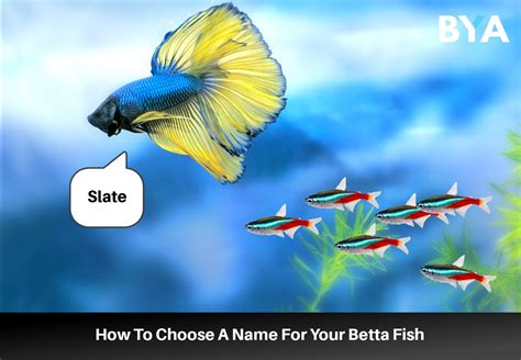 **The Ultimate Guide to Betta Names: Inspiration and Creativity for Your Vibrant Companion**