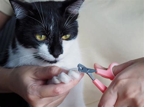 **The Ultimate Guide to Cutting Cat Nails: A Comprehensive Guide for Feline Feline Owners**