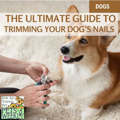 **The Ultimate Guide to Cutting Your Dog's Toenails: A Step-by-Step Journey**