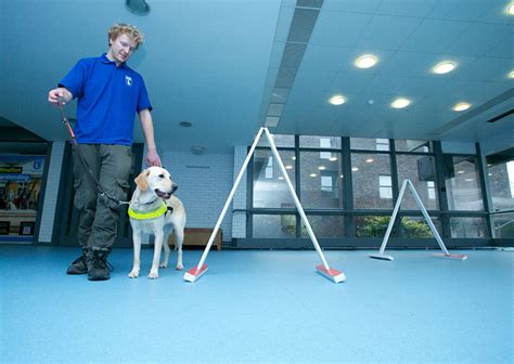 **The Ultimate Guide to Dog Training with Birmingham Academy Pte Ltd**