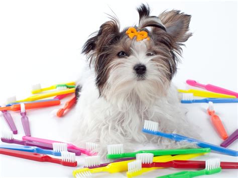 **The Ultimate Guide to Electric Toothbrushes for Dogs: Maintaining Fido's Oral Health**