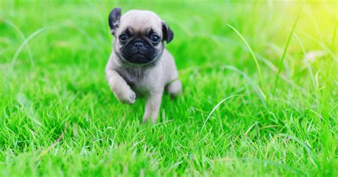 **The Ultimate Guide to Irresistible Cuteness: Everything You Need to Know About Very Cute Puppies**