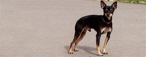 **The Ultimate Guide to Manchester Terriers: A Tail-Wagging Adventure**