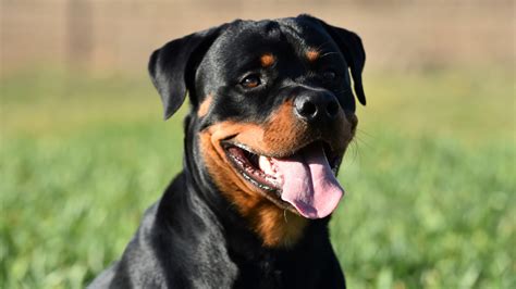 **The Ultimate Guide to the Black Rottweiler: A Comprehensive Exploration**