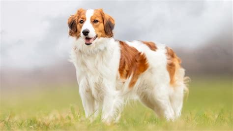 **The Ultimate Guide to the Enchanting Kooikerhondje: A Treasured Companion from the Wetlands**