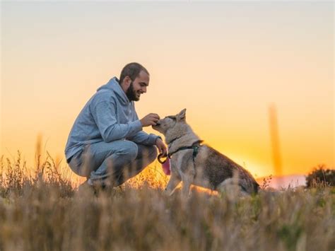 **The Ultimate Guide to the Onslow Animal Shelter: A Haven for Furry Friends in Need**