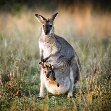 **Ugly Joey: A Comprehensive Guide to Understanding and Caring for Unattractive Kangaroos**