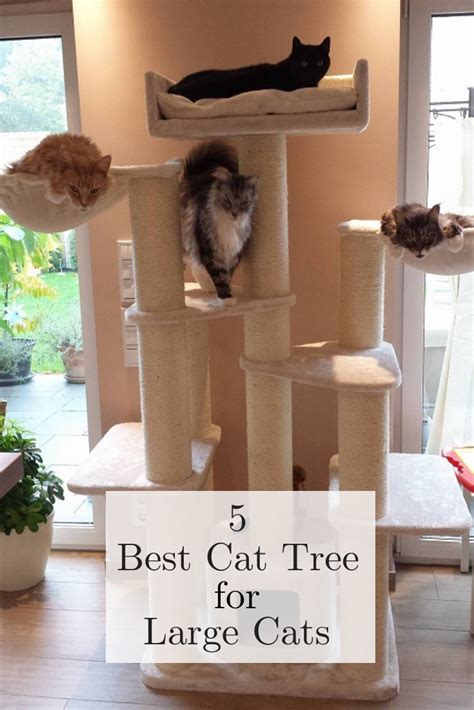 **Ultimate Guide to Cat Trees for Large Cats: Providing Comfort and Vertical Space for Your Feline Giants**