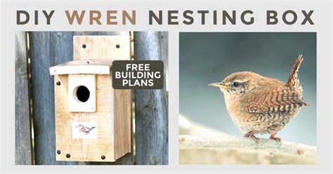 **Ultimate Guide to Wren Birdhouse Plans: Creating a Haven for Tiny Songbirds**