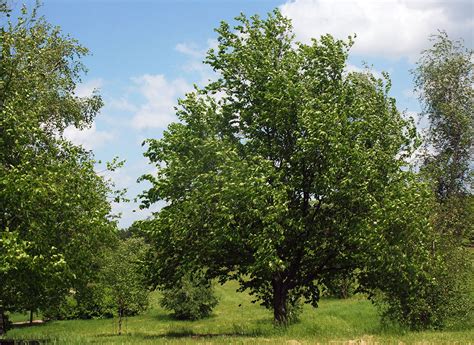 **Understanding the Betula Lenta Plant and Its Uses: A Comprehensive Guide**