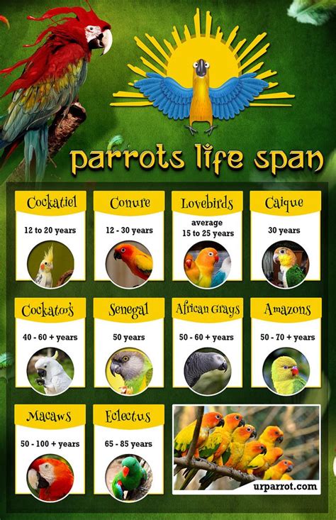 **Understanding the Lifespans of Parrots**