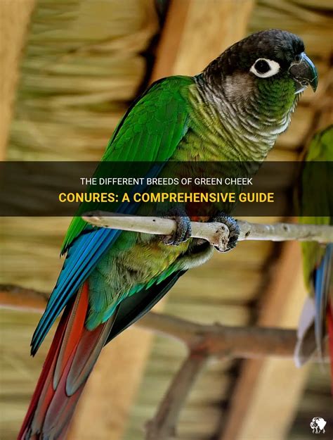 **Unlocking the World of Green Cheek Conures: A Comprehensive Guide for Enthusiasts**