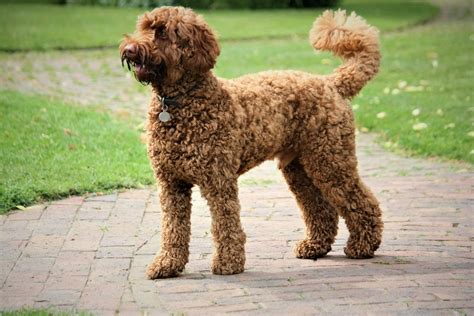 **Unveiling the Charm of Curly-Haired Dog Breeds: A Comprehensive Guide**