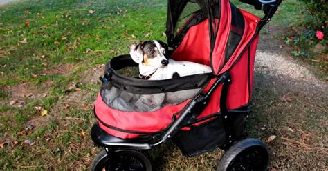 **Unveiling the Essential Guide to Dog Strollers for Big Dogs: A Comprehensive Guide for Owners of Large Canines**