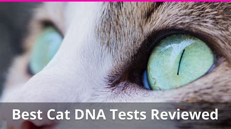 **Unveiling the Feline Genome: A Comprehensive Guide to the Best Cat DNA Test**