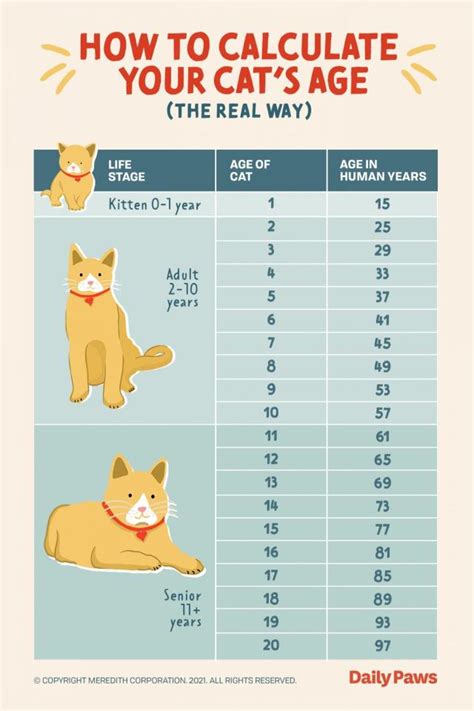 **Unveiling the Feline Timeline: A Comprehensive Guide to Cat Ages in Human Years**