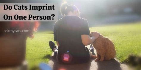 **Unveiling the Imprinted Bond: Signs Your Cat Has Chosen You Forever**