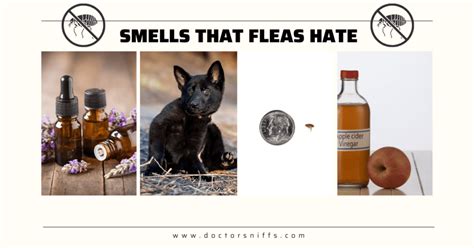 **What Smells Do Fleas Hate? A Comprehensive Guide to Repelling These Pesky Pests**