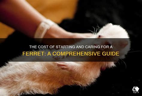 **Where to Purchase a Ferret: A Comprehensive Guide**