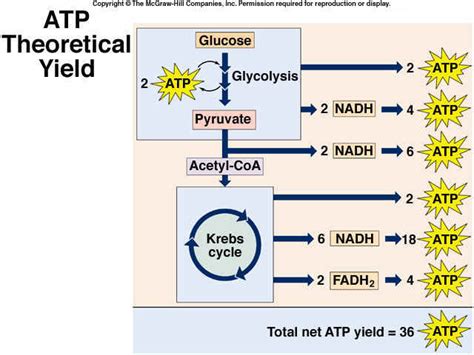 **Which Cellular Respiration Results in 36 ATP: The Ultimate Guide**