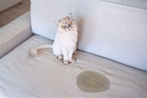 **Why Does My Cat Pee on the Bed? A Comprehensive Guide to Causes, Prevention, and Treatment**