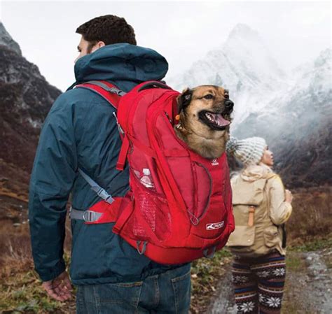 **Why Hike with a Dog in a Backpack?**