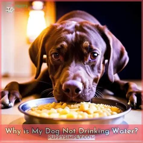 **Why Is My Dog Not Drinking Water But Eating?**