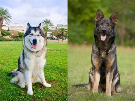 *The Alaskan Malamute German Shepherd Mix: A Comprehensive Guide to the "Malamshep"
