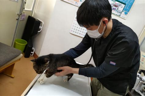 <h1>むつみ動物病院でワンちゃんとネコちゃんの健康を守ろう</h1>