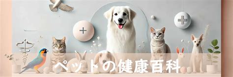 <h1>よしだ犬ねこ病院でペットの健康管理を徹底！飼い主必見のガイド</h1>