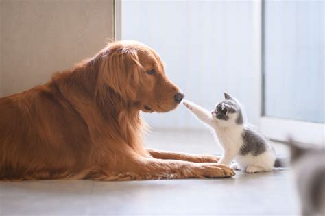 <h1>安心して愛犬・愛猫を任せられる！ふじい動物病院のすべて</h1>