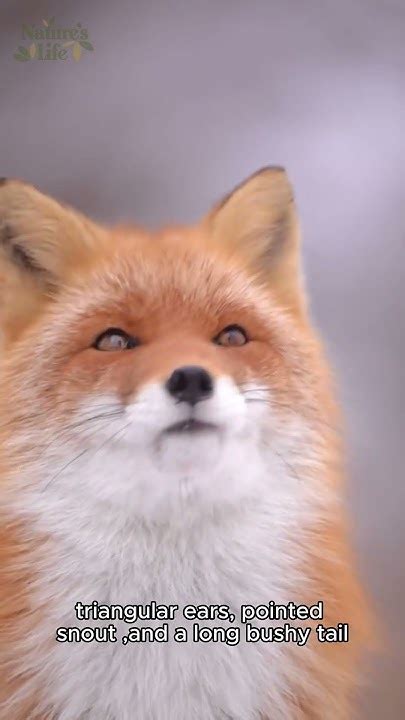 <h1>The Cunning Canines: A Comprehensive Guide to Foxes</h1>