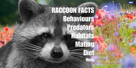 <strong>Raccoons: A Comprehensive Guide for the Curious and Concerned</strong>