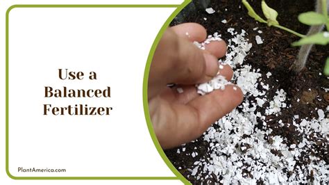 > Start with a balanced fertilizer.