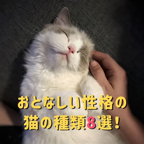 [ジンネコ] 飼い方や特徴、魅力を徹底解説！