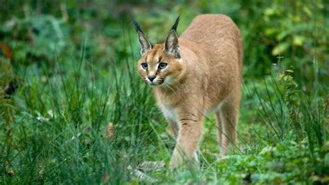 [Explore the Enigmatic Caracal Cat: A Guide to its Captivating Presence in Chicago]