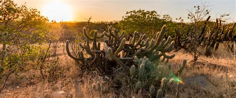 ÁRVORES DA CAATINGA: Fortaleza e Beleza no Semiárido Brasileiro