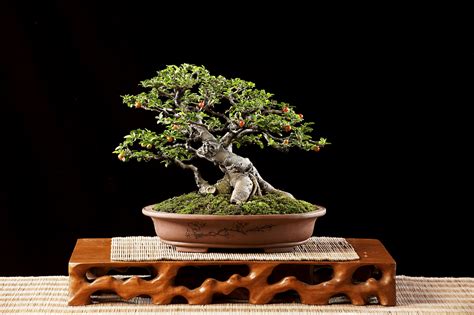 Árvores para Bonsai: Um Guia Completo para Criar Miniaturas Espectaculares