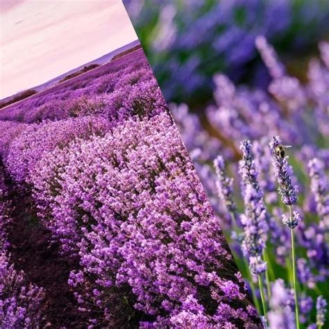 Óleo Essencial de Lavanda: Um Tesouro Aromático Para a Saúde e Bem-Estar