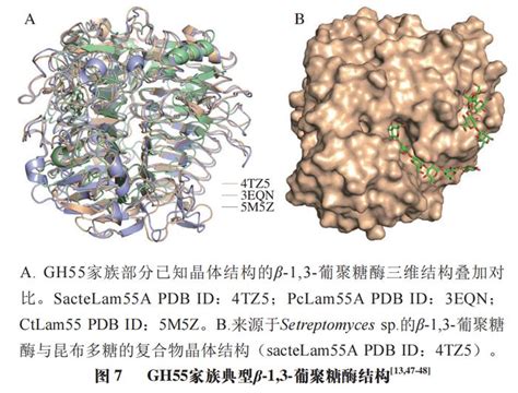 β-1,3/1,6-葡聚醣：免疫力的守護者