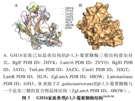 β-1,3-1,6 葡聚醣是什麼？