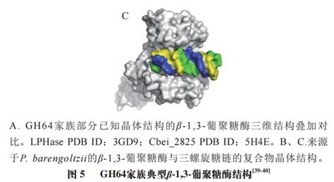 β-1,3-1,6-葡聚糖：免疫系統的守護者