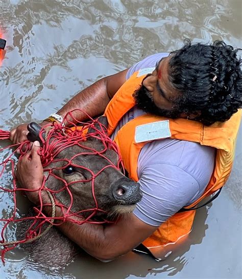 हरिणो : रक्षक वन्यजीव, संरक्षक प्रकृति