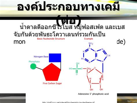 ฟอสเฟต: องค์ประกอบพื้นฐานที่จำเป็น