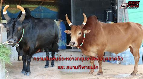 วัวชน: กีฬาประจำชาติไทยที่สร้างสีสันและความบันเทิง