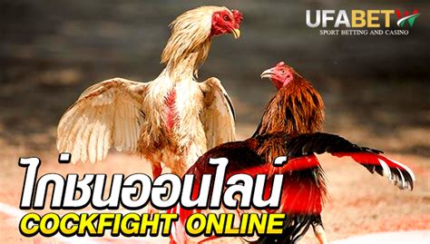 เดิมพันด้วยไก่ชน แพงแค่ไหนถึงจะคุ้ม