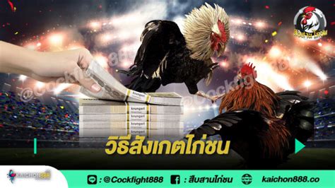 ไก่ชน เดิมพันสูง: การผจญภัยของนักพนันตัวยง