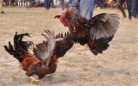 ไก่ชน เดิมพัน 200 ล้าน: การพนันครั้งยิ่งใหญ่ที่สร้างประวัติศาสตร์