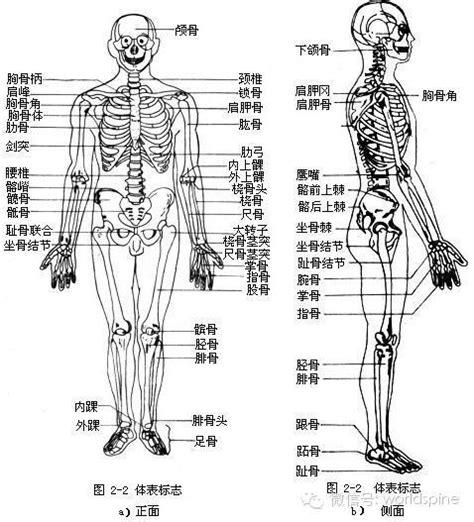 ▌骨領巾中文：認識人體的天然護甲